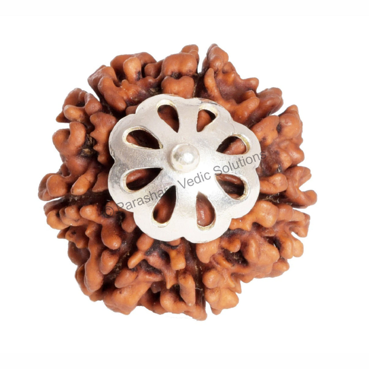 ARKAM Seven Mukhi Rudraksha Certified/ Original Nepali 7 Mukhi Rudraksh/ Natural 7 faced Rudraksha with Silver Pendant (Brown) with Certificate and Puja Instructions - Retail Maharaj