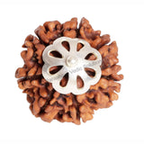 ARKAM Seven Mukhi Rudraksha Certified/ Original Nepali 7 Mukhi Rudraksh/ Natural 7 faced Rudraksha with Silver Pendant (Brown) with Certificate and Puja Instructions - Retail Maharaj