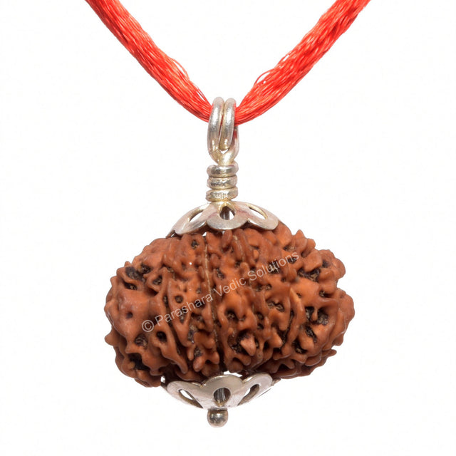 ARKAM Twelve Mukhi Rudraksha Certified/ Original Nepali 12 Mukhi Rudraksh/ Natural 12 faced Rudraksha with Silver Pendant (Brown) with Certificate and Puja Instructions - Retail Maharaj