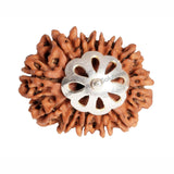 ARKAM Twelve Mukhi Rudraksha Certified/ Original Nepali 12 Mukhi Rudraksh/ Natural 12 faced Rudraksha with Silver Pendant (Brown) with Certificate and Puja Instructions - Retail Maharaj