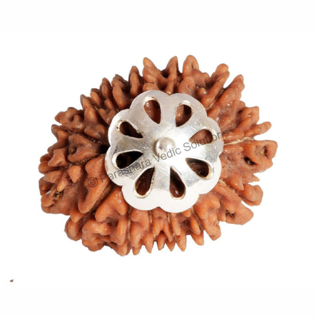 ARKAM Thirteen Mukhi Rudraksha Certified/ Original Nepali 13 Mukhi Rudraksh/ Natural 13 faced Rudraksha with Silver Pendant (Brown) with Certificate and Puja Instructions - Retail Maharaj