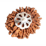 ARKAM Fourteen Mukhi Rudraksha Certified/ Original Nepali 14 Mukhi Rudraksh/ Natural 14 faced Rudraksha with Silver Pendant (Brown) with Certificate and Puja Instructions - Retail Maharaj
