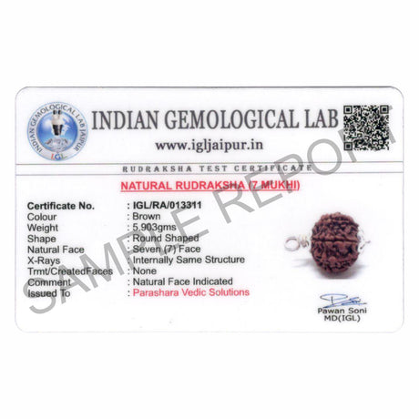 ARKAM Seven Mukhi Rudraksha Certified/ Original Nepali 7 Mukhi Rudraksh/ Natural 7 faced Rudraksha with Silver Pendant (Brown) with Certificate and Puja Instructions - Retail Maharaj