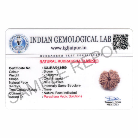ARKAM Nine Mukhi Rudraksha Certified/ Original Nepali 9 Mukhi Rudraksh/ Natural 9 faced Rudraksha (Brown) with Certificate and Puja Instructions - Retail Maharaj