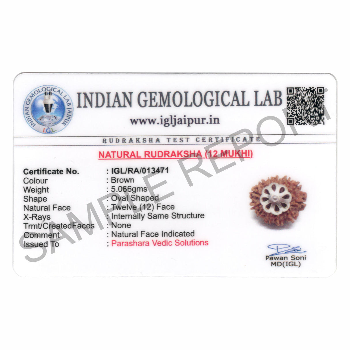 ARKAM Twelve Mukhi Rudraksha Certified/ Original Nepali 12 Mukhi Rudraksh/ Natural 12 faced Rudraksha with Silver Pendant (Brown) with Certificate and Puja Instructions - Retail Maharaj