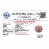ARKAM Thirteen Mukhi Rudraksha Certified/ Original Nepali 13 Mukhi Rudraksh/ Natural 13 faced Rudraksha (Brown) with Certificate and Puja Instructions - Retail Maharaj