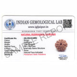 ARKAM Ten Mukhi Rudraksha Certified/ Original Nepali 10 Mukhi Rudraksh/ Natural 10 faced Rudraksha (Brown) with Certificate and Puja Instructions - Retail Maharaj