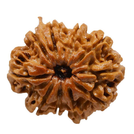 Shri 10 Mukhi Vishnu Rudraksha Divya Beed for Protection and Peace - Retail Maharaj