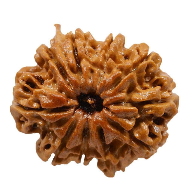 Shri 10 Mukhi Vishnu Rudraksha Divya Beed for Protection and Peace - Retail Maharaj