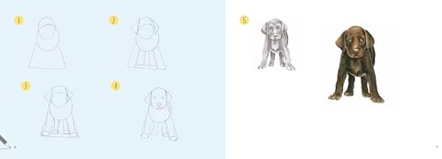 Dogs in Easy Steps (Draw 30) - Retail Maharaj