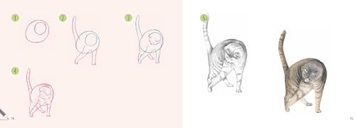 Cats: In Easy Steps (Draw 30 in Easy Steps) - Retail Maharaj