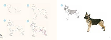 Dogs in Easy Steps (Draw 30) - Retail Maharaj