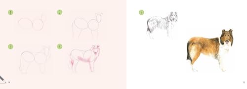 Dogs in Easy Steps (Draw 30) - Retail Maharaj