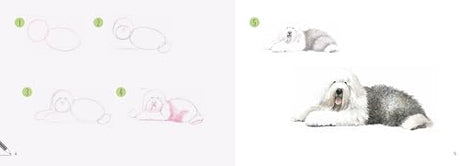 Dogs in Easy Steps (Draw 30) - Retail Maharaj