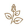 Tulsi Products