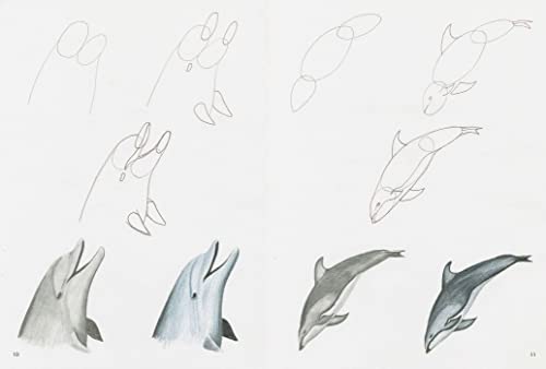How to Draw: Sea Creatures - Retail Maharaj