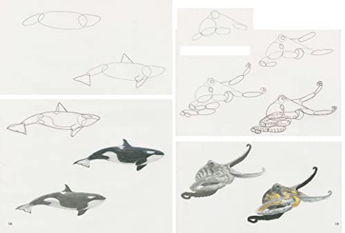 How to Draw: Sea Creatures - Retail Maharaj