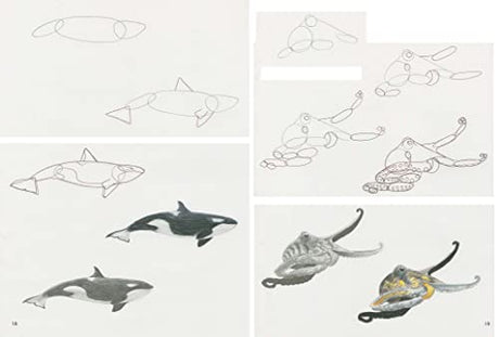 How to Draw: Sea Creatures - Retail Maharaj