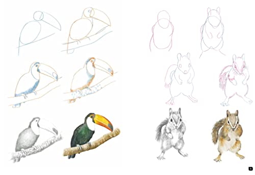 Draw 100: Animals - Retail Maharaj