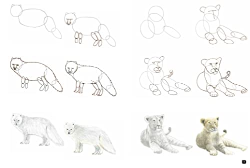 Draw 100: Animals - Retail Maharaj