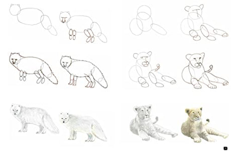 Draw 100: Animals - Retail Maharaj