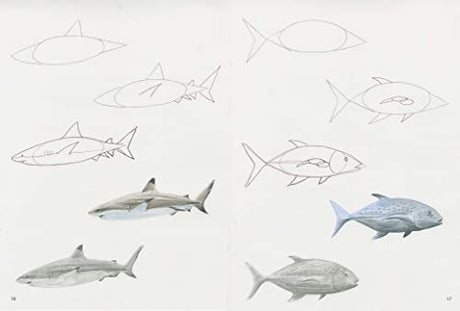 How to Draw: Sea Creatures - Retail Maharaj