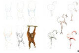 Draw 100: Animals - Retail Maharaj