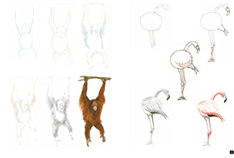 Draw 100: Animals - Retail Maharaj