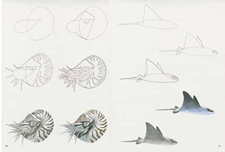 How to Draw: Sea Creatures - Retail Maharaj