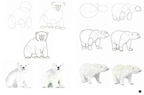 Draw 100: Animals - Retail Maharaj
