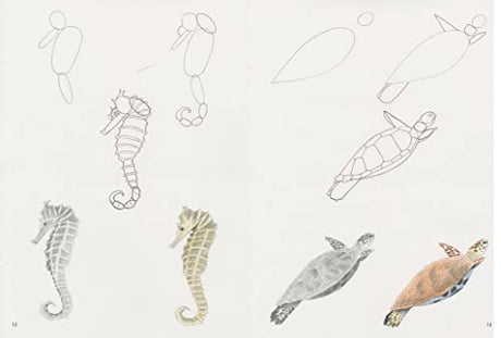How to Draw: Sea Creatures - Retail Maharaj