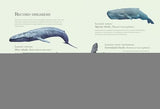 Water World: A stunning deep dive into our great oceans and the wonders beneath the waves - Retail Maharaj