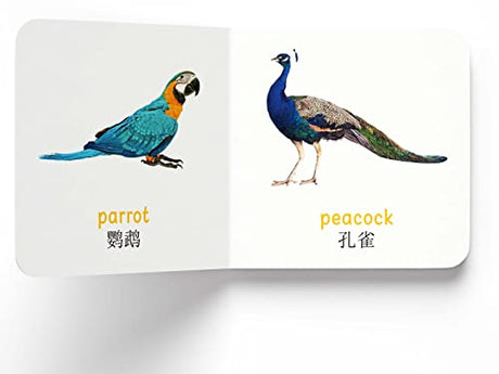 My First English-Chinese Learning Library : Bilingual Boxset of 10 Picture Board Books for Kids - Retail Maharaj