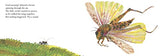 The Very Quiet Cricket Board Book - Retail Maharaj