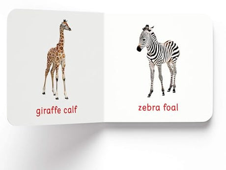 My First Book of Baby Animals | First Animal Board Book for Babies, Toddlers & Preschoolers | Learn About Cute Baby Animals with Bright, Adorable Pictures | Early Learning Book for Kids Ages 0-3 Years - Retail Maharaj