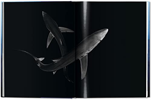 Michael Muller. Sharks - Retail Maharaj