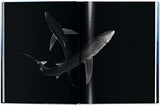 Michael Muller. Sharks - Retail Maharaj