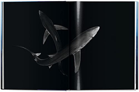 Michael Muller. Sharks - Retail Maharaj