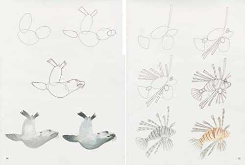 How to Draw: Sea Creatures - Retail Maharaj