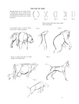The Art of Animal Drawing: Construction, Action Analysis, Caricature - Retail Maharaj