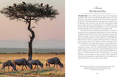 Trees: Between Earth and Heaven - Retail Maharaj