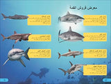 DK Super Readers Level 4 Shark Apex Predator (Arabic translation) - Retail Maharaj