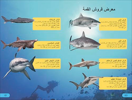 DK Super Readers Level 4 Shark Apex Predator (Arabic translation) - Retail Maharaj