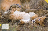 Born to be Wild: How Baby Animals Survive and Thrive - Retail Maharaj