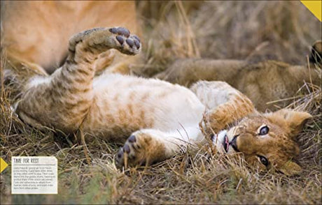 Born to be Wild: How Baby Animals Survive and Thrive - Retail Maharaj