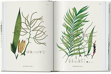 Martius. The Book of Palms. 40th Ed.: Graphic Design & New Typography 1919-1933 - Retail Maharaj