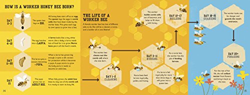 The Bee Book (Conservation for Kids) - Retail Maharaj