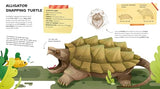 The Amazing Catalog of Weirdest Reptiles - Retail Maharaj