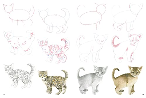 How to Draw: Kittens - Retail Maharaj
