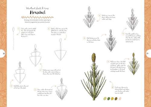 Botanicals: Draw over 50 Plants in 10 Easy Steps (10 Step Drawing) - Retail Maharaj